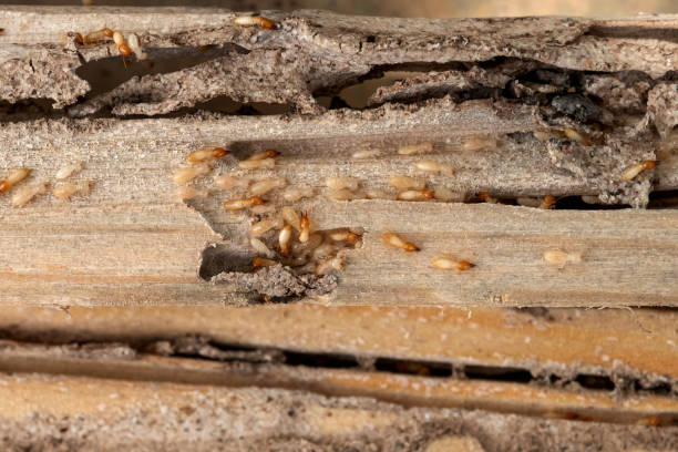 Best Local Pest Control Services  in Garden City, MI